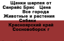 Щенки шарпея от Санрайс Брис › Цена ­ 30 000 - Все города Животные и растения » Собаки   . Красноярский край,Сосновоборск г.